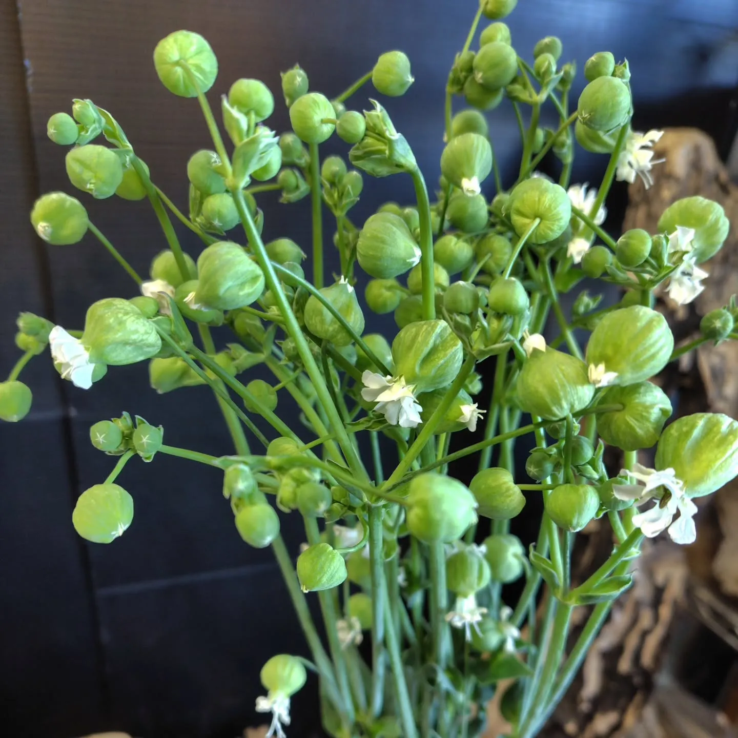 アメージングスパイダー