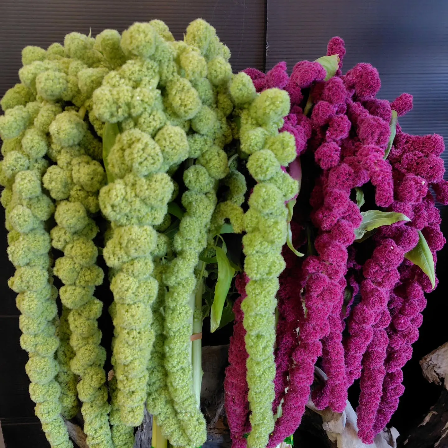 ケイトウハンキング