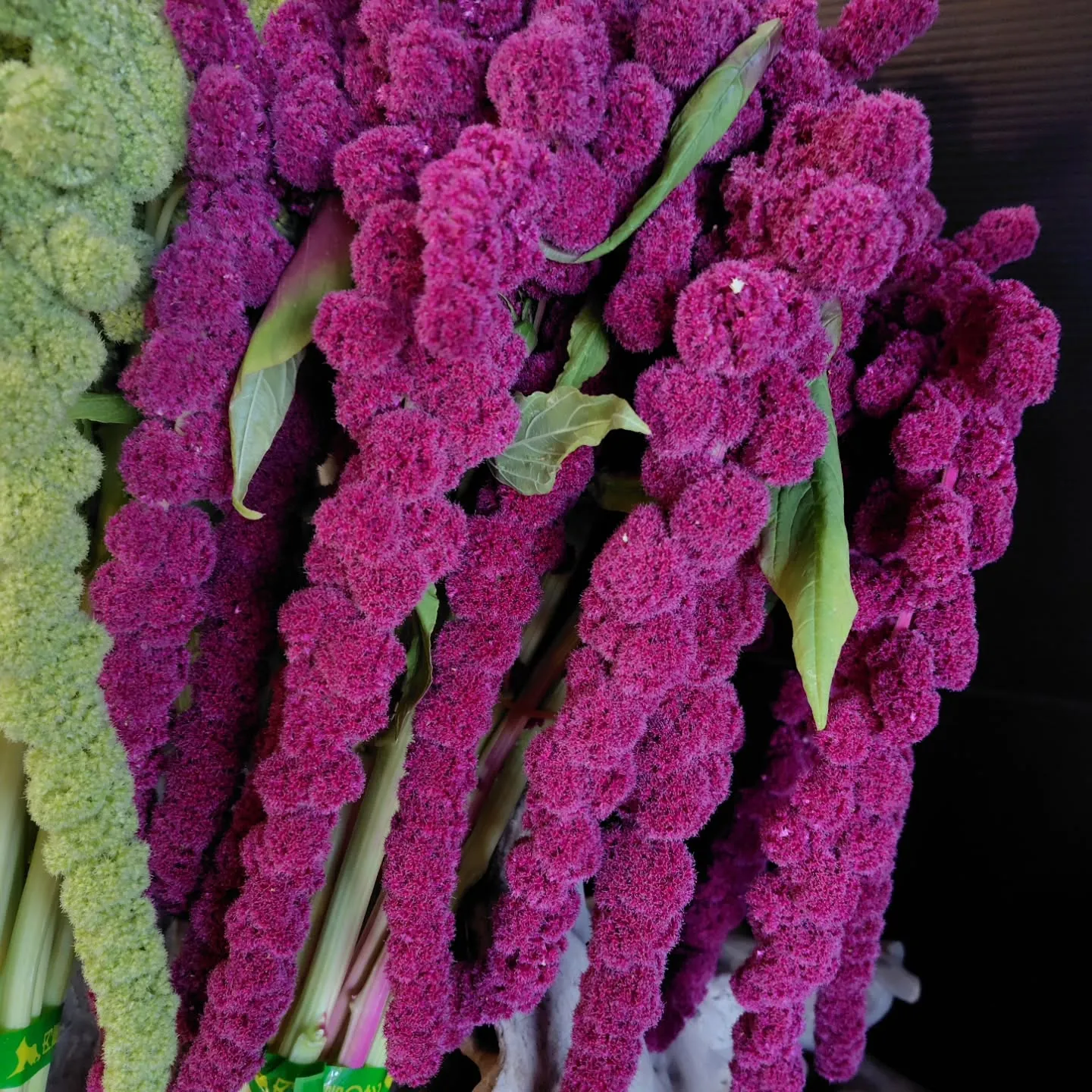 ケイトウハンキング