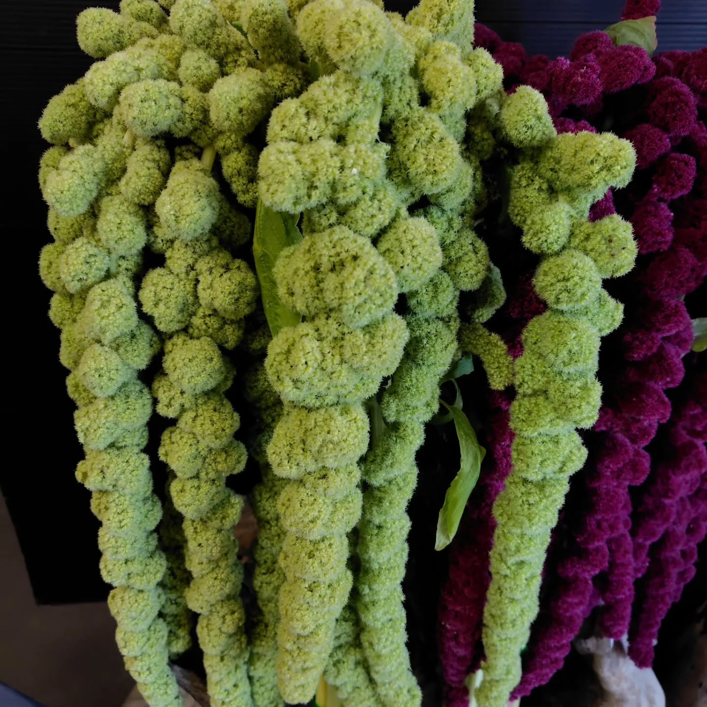 ケイトウハンキング