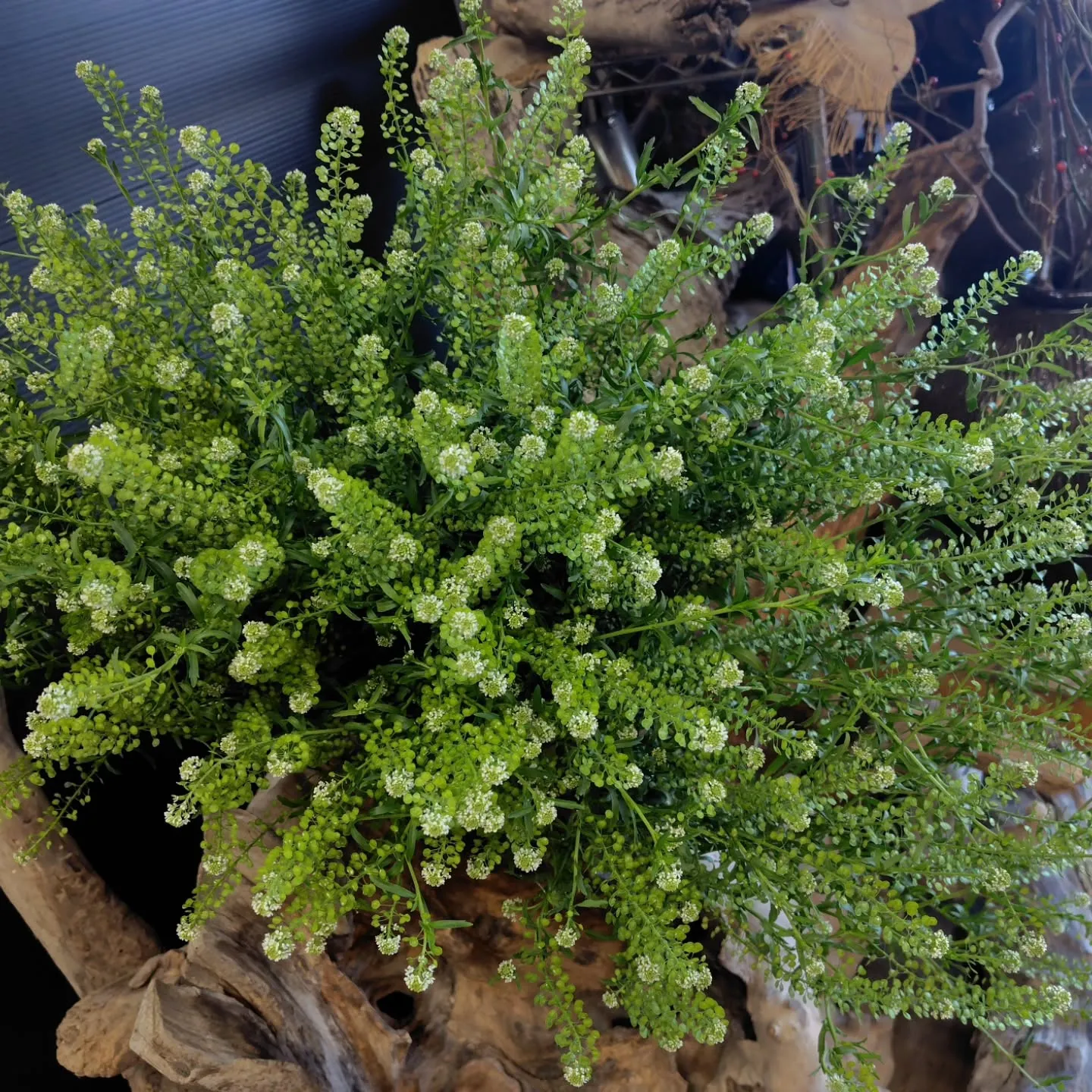 ケイトウハンキング