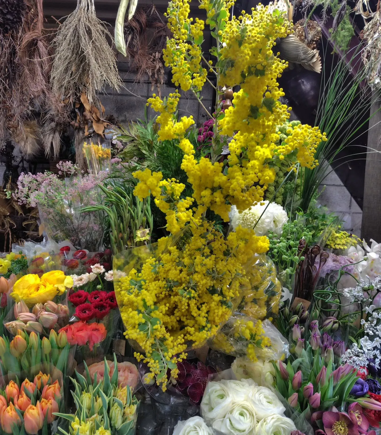 パールミモザ💛