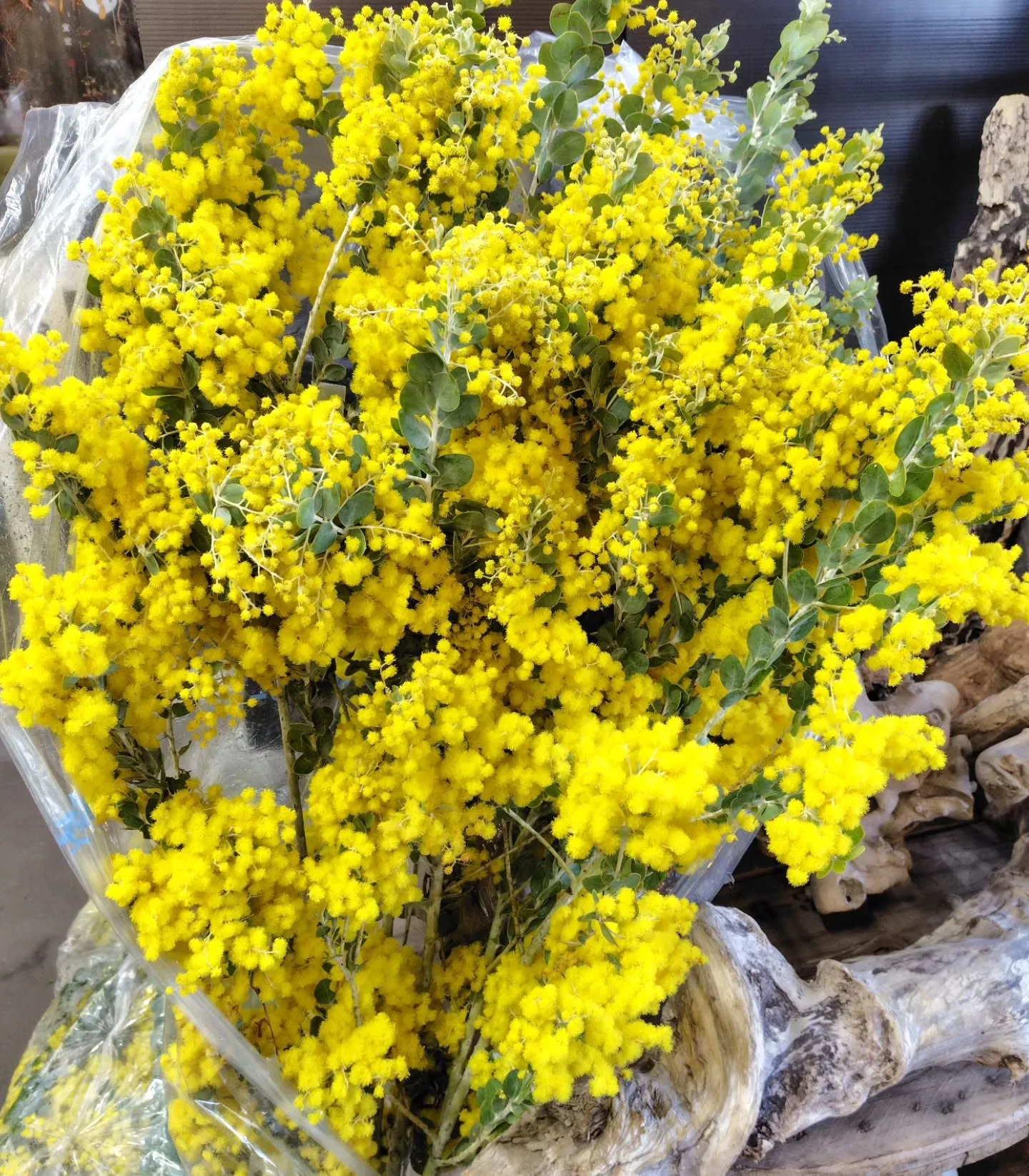 パールミモザ💛