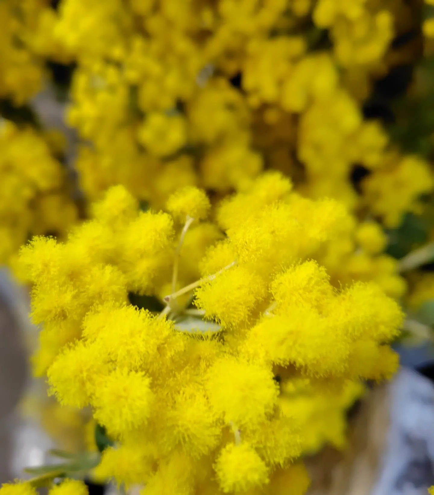 パールミモザ💛