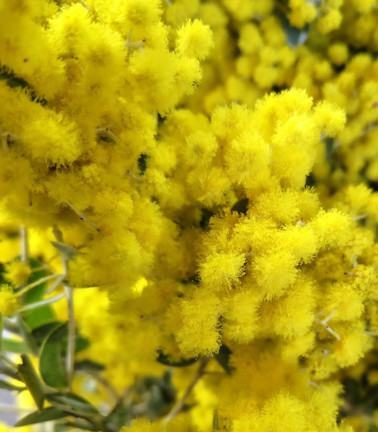 パールミモザ💛