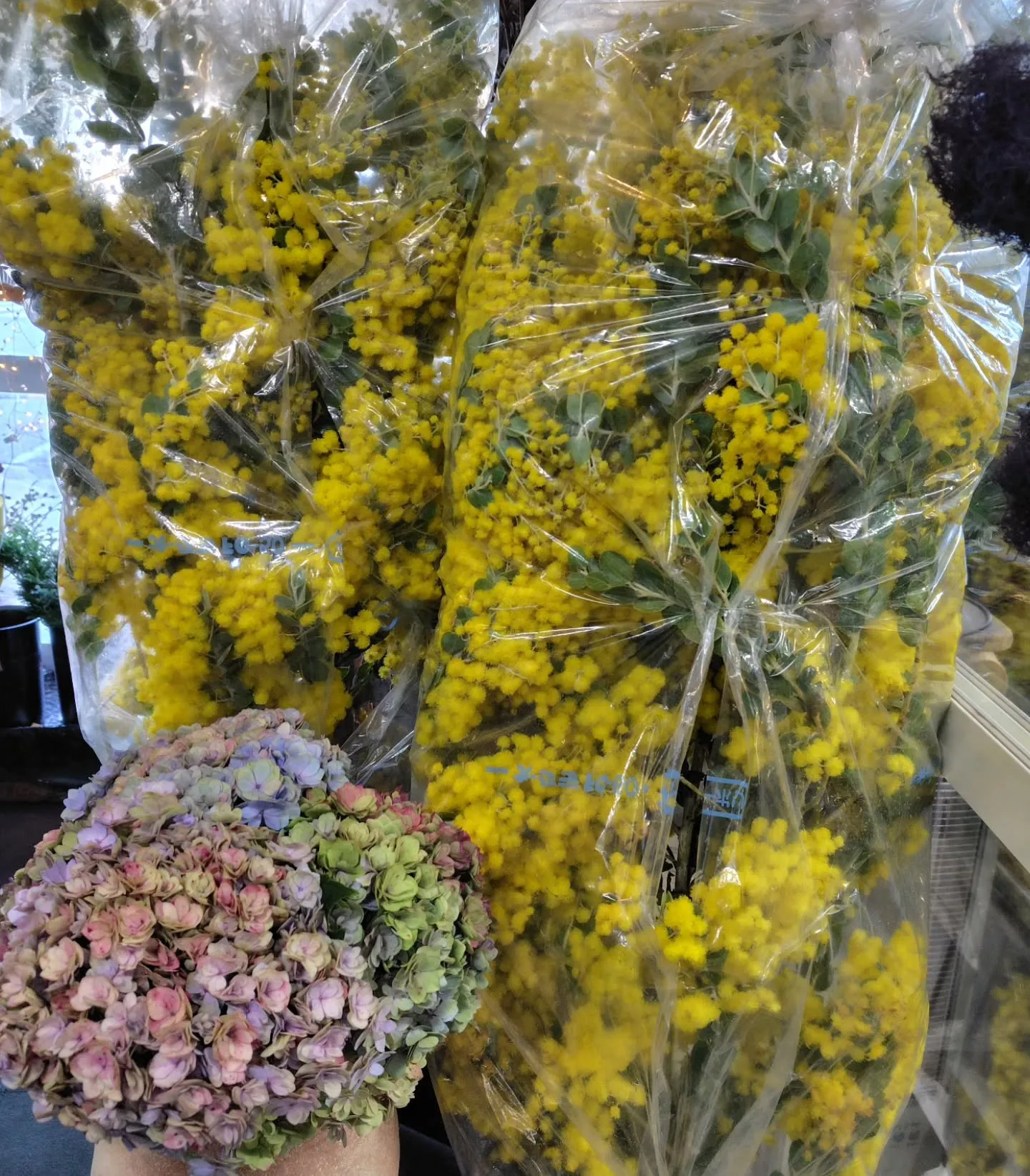 パールミモザ💛