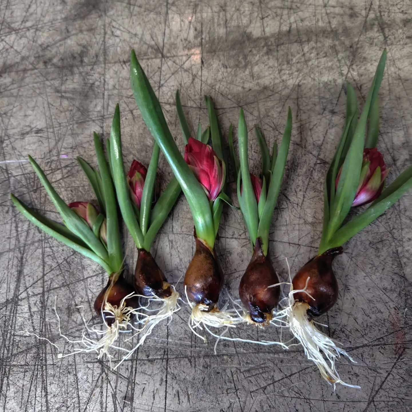 原種系ちゅーりっぷ