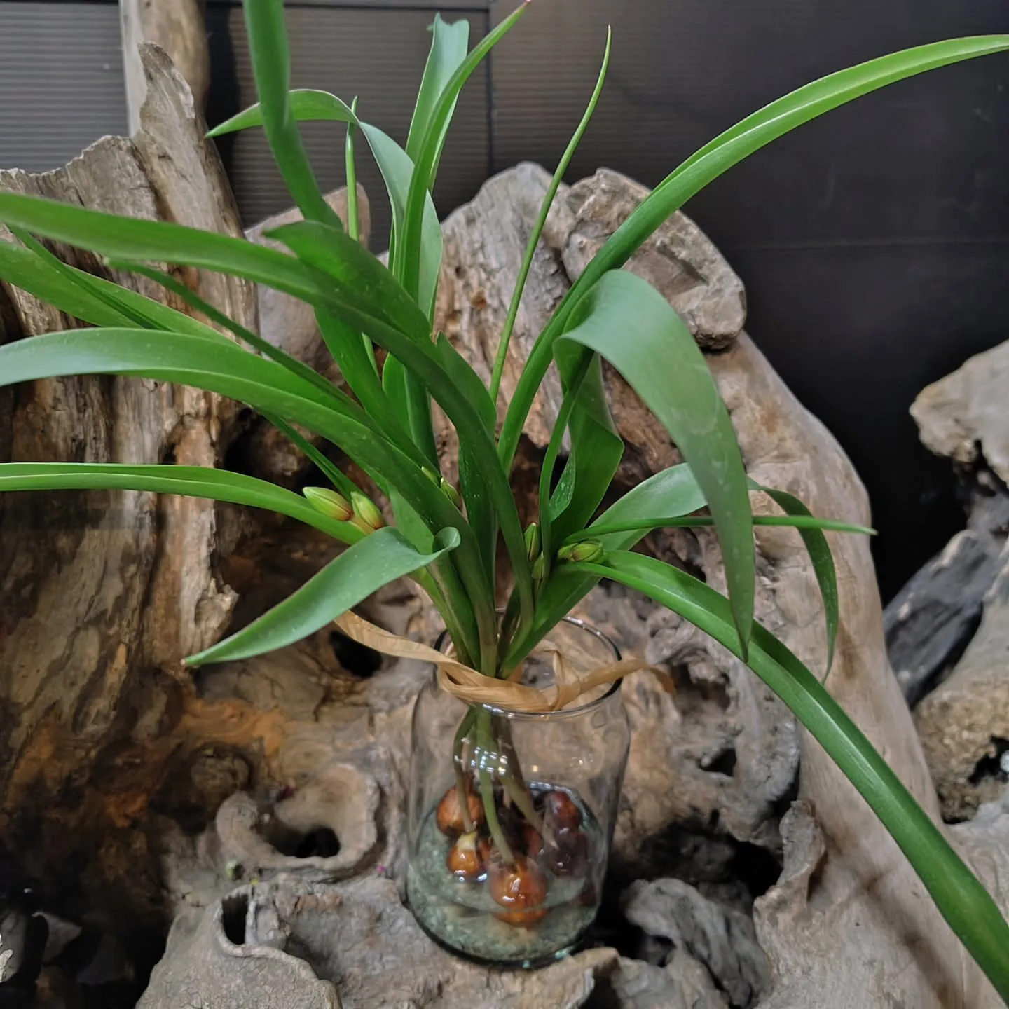 原種系ちゅーりっぷ