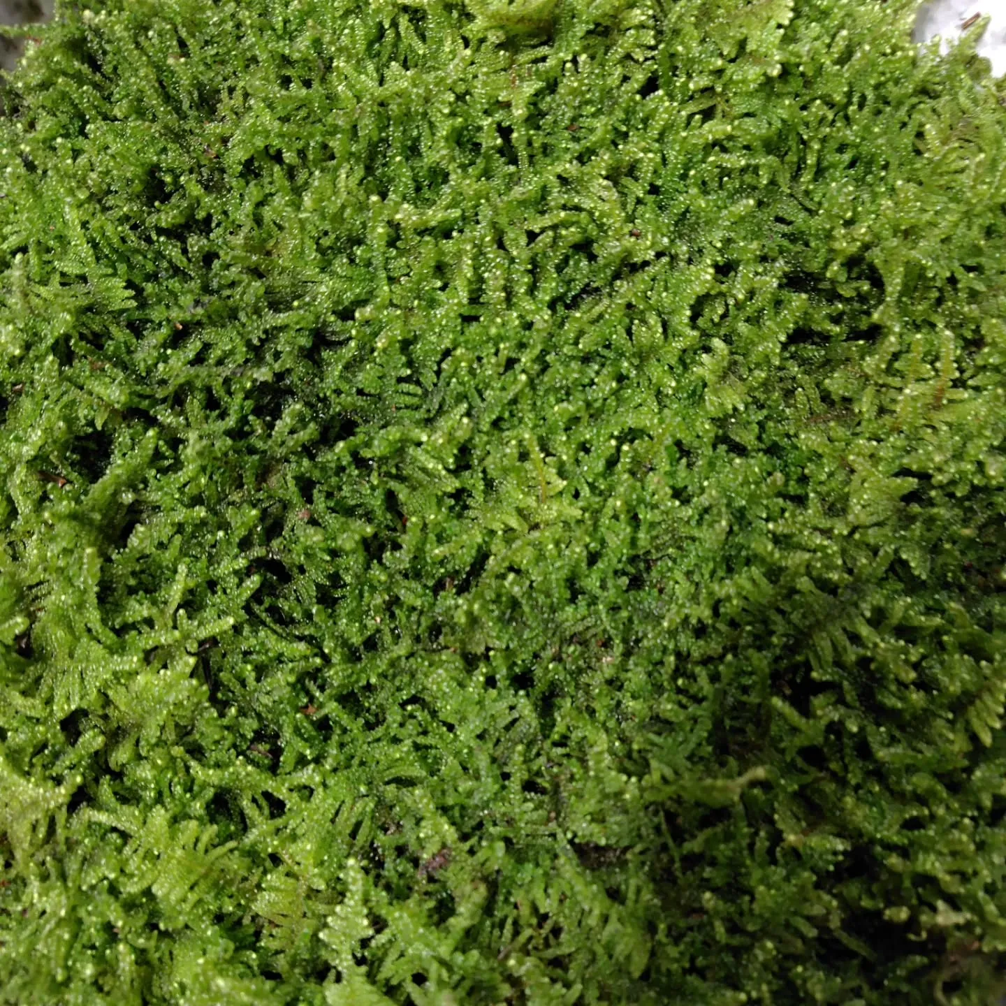 原種系ちゅーりっぷ