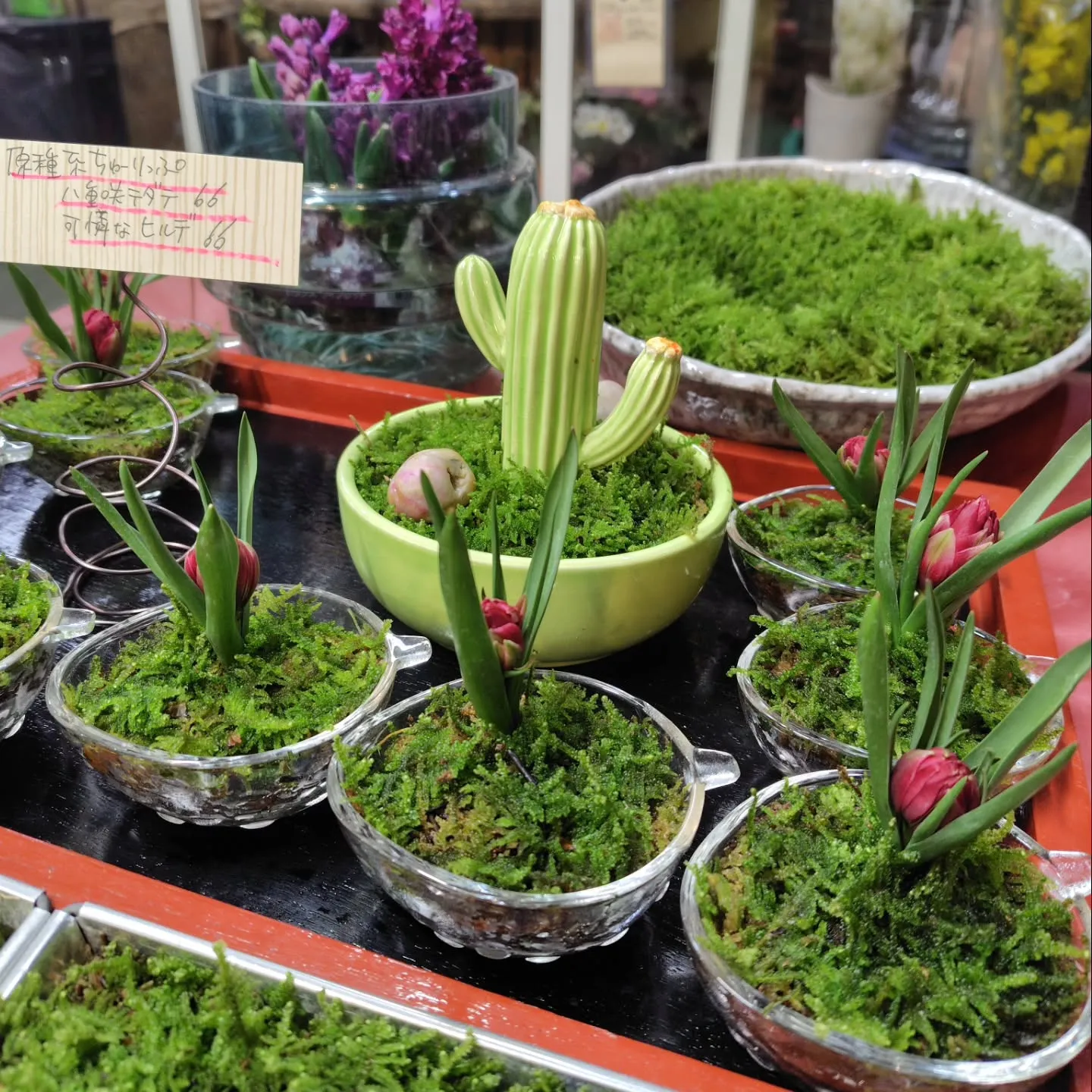 原種系ちゅーりっぷ