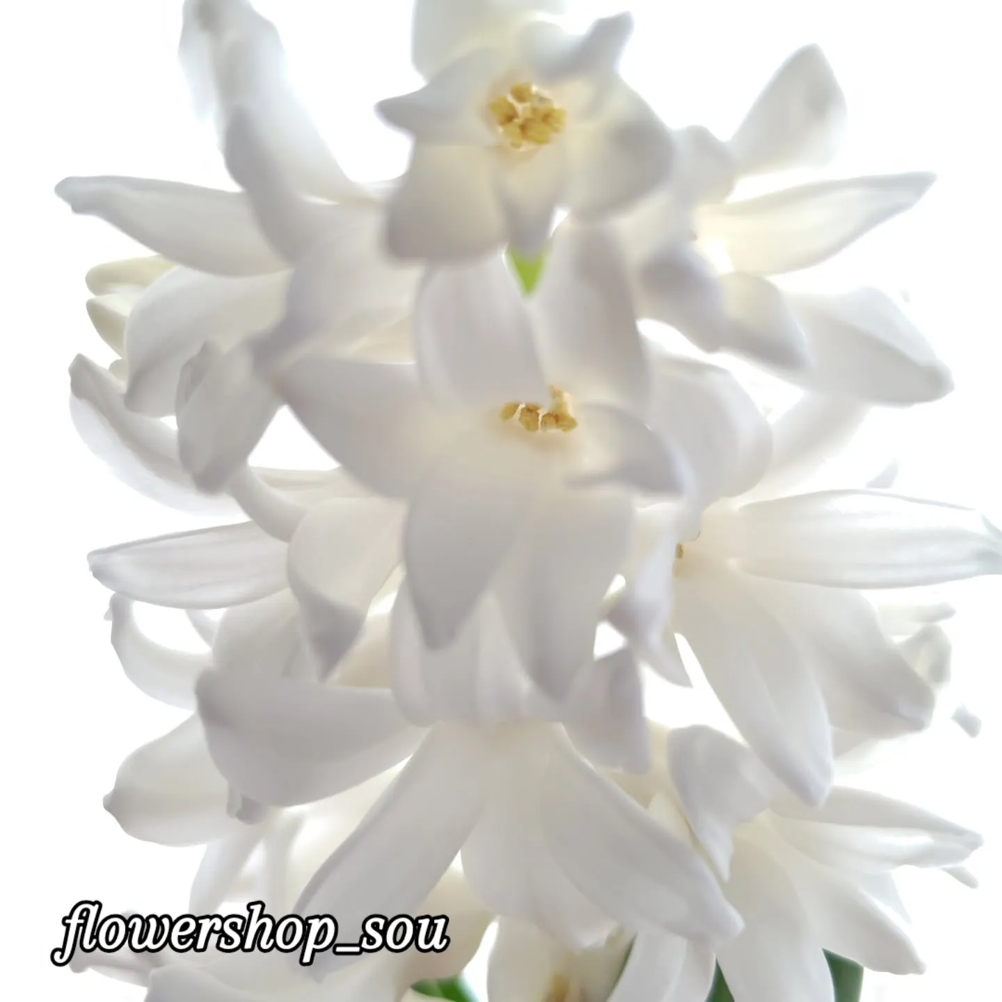 純白のヒヤシンス