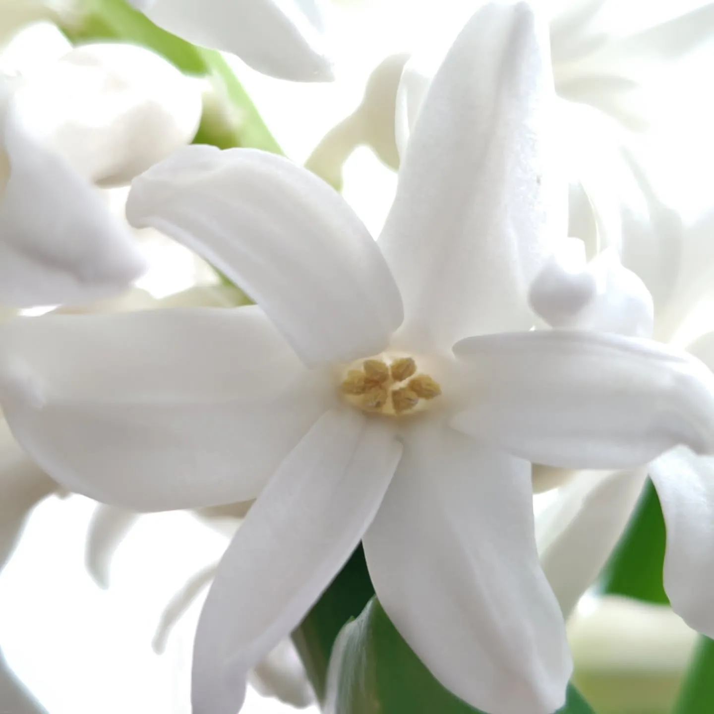 純白のヒヤシンス