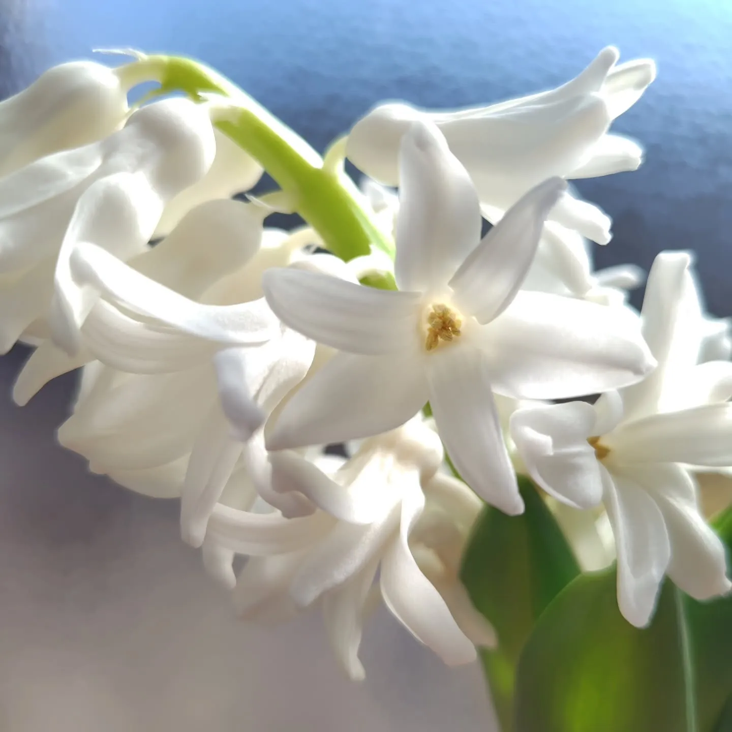 純白のヒヤシンス
