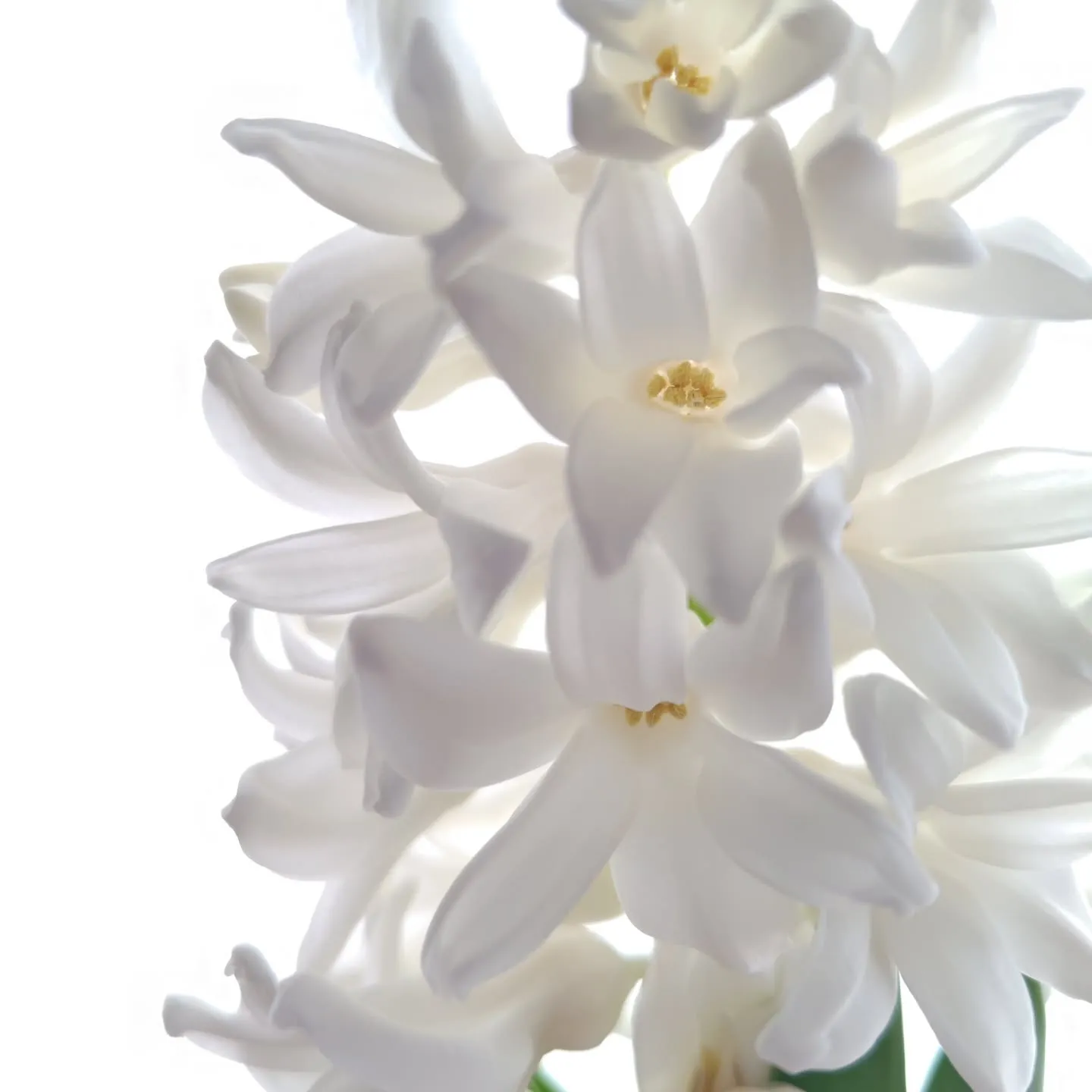 純白のヒヤシンス