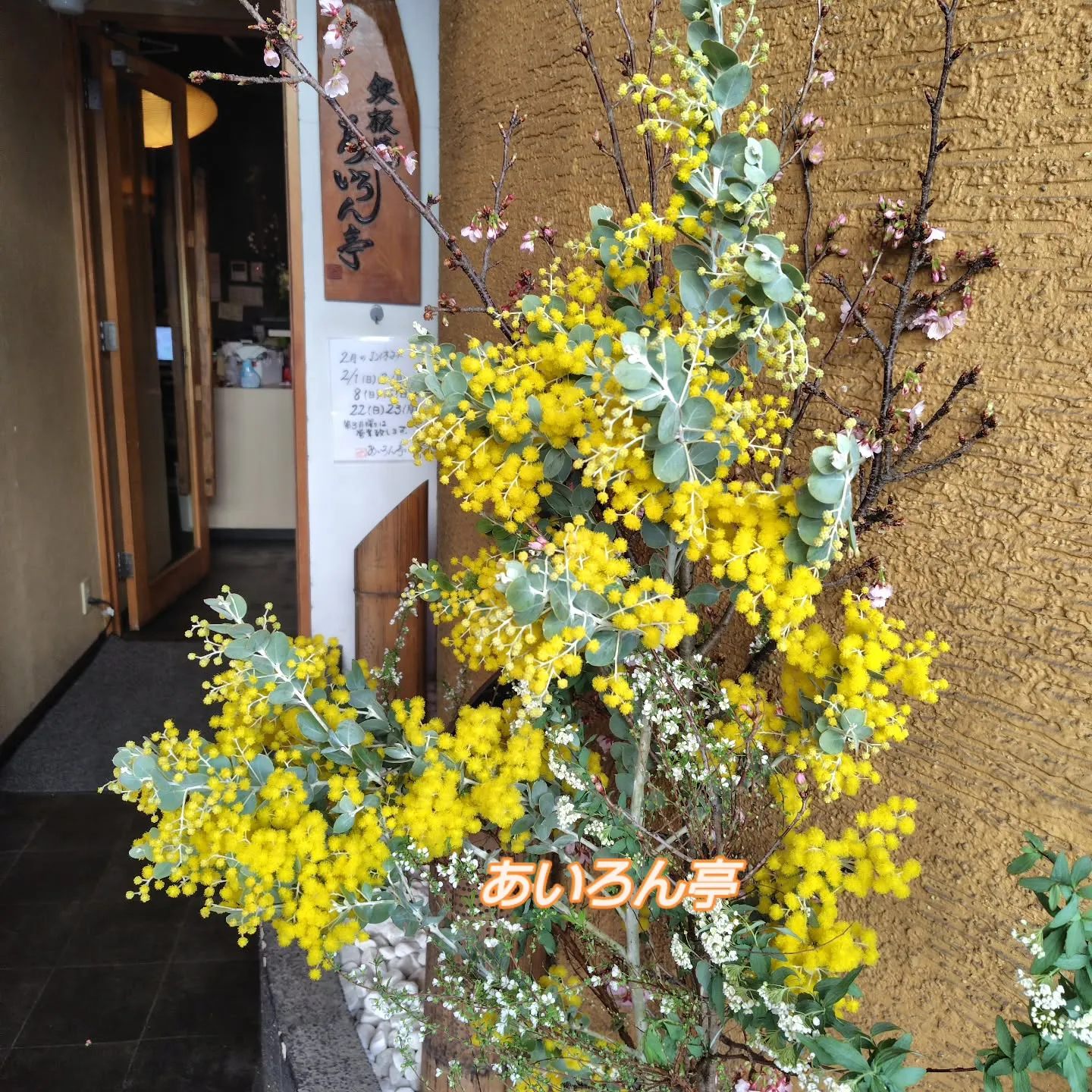 パールミモザで