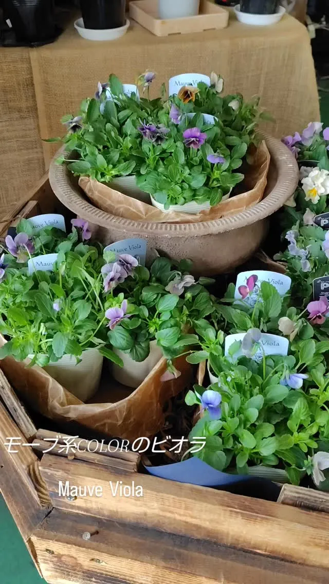 うはっ✨✨な色